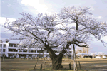 納場小学校
